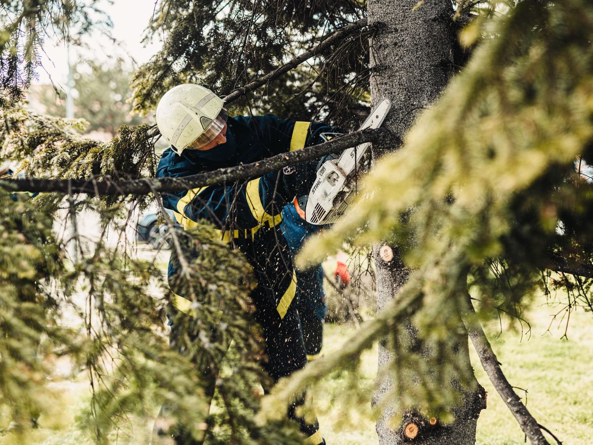 Professional arborist trimming a tall evergreen tree